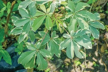 The kapok tree (Ceiba pentandra) is one of the plants whose fruit is used to make mattresses.
