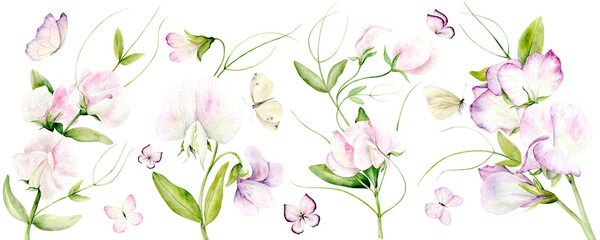 Flowers Fragrant peas. Isolated Illustration. A set of watercolor flowers of Sweet Peas and Butterflies on a white background. The illustration is hand drawn. Suitable for card designs, textiles 