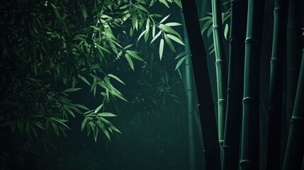 Mysterious Bamboo Forest