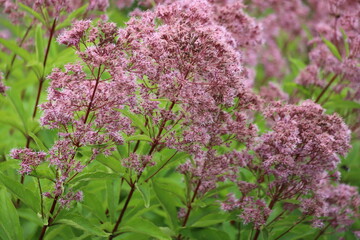 Eupatorium fistulosum also called Joe-Pye weed, trumpetweed or purple thoroughwort.