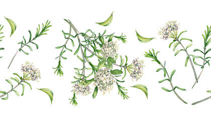 Labrador tea flowers watercolor illustration on seamless border isolated. Painted floral sprig of wild rosemary in gentle colors on repeated background. Herbal floral banner hand drawn for package.