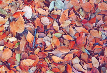 Autumn Leaves Colorful Carpet Top View