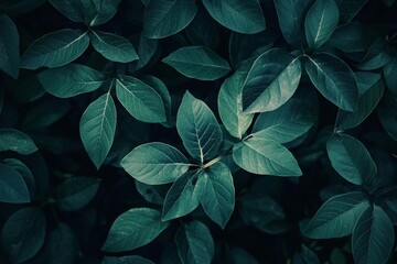 Minimalist aesthetic design of dark nature theme focus on texture