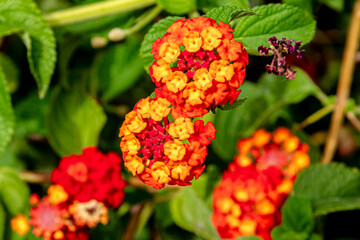 Lantana Cámara or Buenos Aires verbena or Camará, A rainbow in your garden