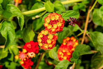 Lantana Cámara or Buenos Aires verbena or Camará, A rainbow in your garden-2