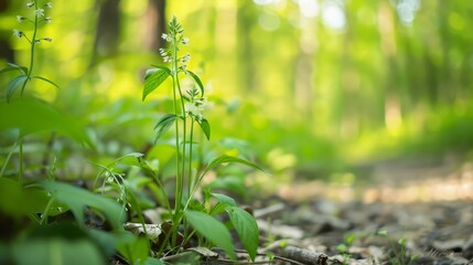 Naklejka premium A small plant grows in the heart of a wooded area's leafy expanse, with a trail winding behind