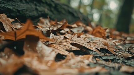 Wet Autumn Leaves Close Up Macro Photography