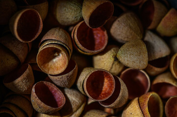 macro photography of eucalyptus seed pods abstract background , nature background 2