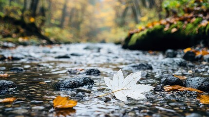 Fototapeta premium White Leaf on Stream in Autumn Forest