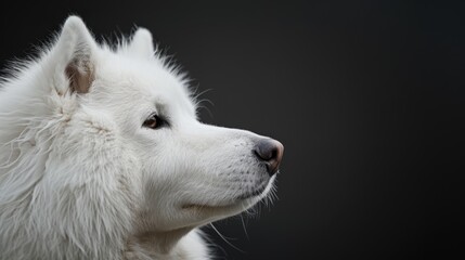 Obraz premium A white dog's face, gazing off-kilter against a solid black backdrop ..Or, for a more concise version:..