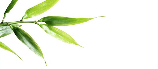 Green Bamboo Branch on White Background