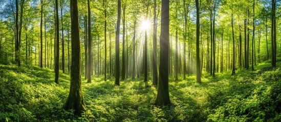 Sunbeams in the Forest