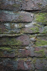 Green moss brick layer closeup view texture background, A bunch of green moss grown on a damaged brick wall, Mossy Weathered backdrop