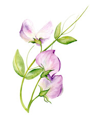 Hand drawn watercolor illustration of fragrant pea flowers in pastel colors. Suitable for card designs, textiles and scrapbooking.