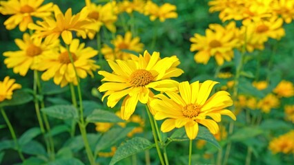 Garden Patch of Heliopsis Helianthoides Tuscan Sun Flowering Plant Rough Smooth Oxeye False Sunflower Swaying in Wind