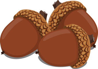 acorn