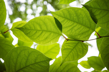 tree branch und green leaves  in the forest