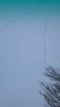 bandada o grupo de p&aacute;jaros en formaci&oacute;n para cubrir su ruta migratoria, desplazamiento estructurado, secuencia alineada a un objetivo, planificaci&oacute;n estrat&eacute;gica, surcando al vuelo el cielo azul