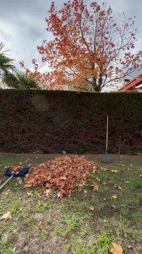 Vista de un jard&iacute;n con una pila de hojas de oto&ntilde;o recogidas amontonadas, con un rastrillo y un limpiador de malla de piscinas, al fondo un &aacute;rbol, sus caen hojas desprendidas por el viento, jardineros