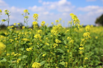 A beautiful field of mustard flowers in the rays of the morning sun. Field mustard blooms with bright yellow flowers. The concept of a good harvest,
