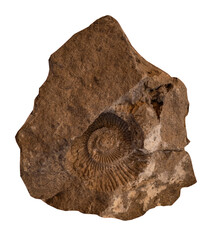 fossil of Ammonite in the stone on white, isolated
