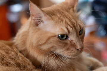 見つめる猫　茶トラ猫