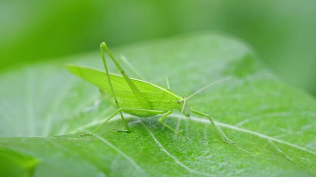 Green grasshopper on leaf the outdoor.