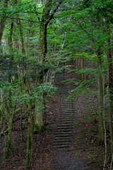 爽やかな新緑の森を歩く