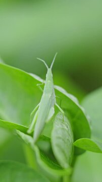 green locust or acrida cinerea of grasshopper on leaf the outdoor.