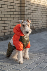 Dog Wire Fox Terrier wearing warm puffer coat for cold weather walking on street outdoor. Pet...