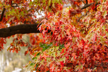 Red maple leaves in autumn on a tree