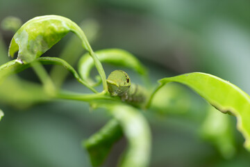 葉っぱの上にいる蝶の幼虫