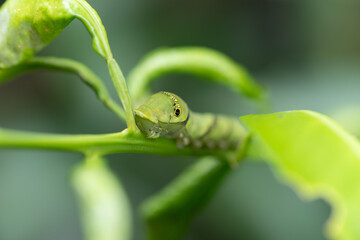 葉っぱの上にいる蝶の幼虫