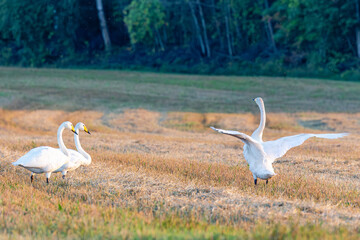 white swans on the field