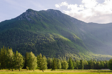 Naklejka premium Mountain Meadow in sun light. countryside springtime landscape with valley in fog behind the forest on the grassy hill. fluffy clouds on a bright blue sky. Hight quality photo nature freshness concept