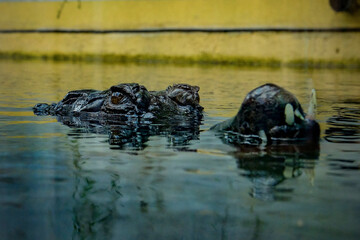 Closeup of crocodile in the water