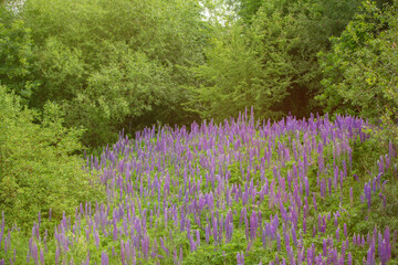 Obraz premium Beautiful natural background of a meadow covered with purple lupine flowers.