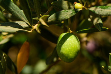 Spanish olive tree close up of green olives on branch in sunny day setting, agriculture in spain 1