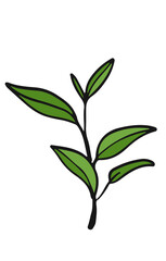 Green tea leaves. Hand drawn illustration of branch.