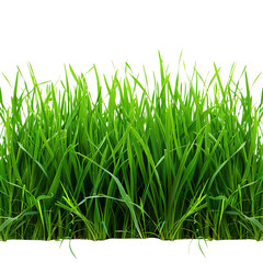 Obraz premium green grass isolated on white background