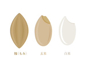 米粒の白米まで_もみ、玄米、精米前、精米後のお米イラスト