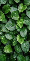 Fototapeta premium Green Leaves Covered in Raindrops