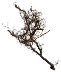 Bare branch without leaves or root on isolated background. Dry tree in winter or during drought.