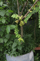 Phyllanthus acidus on tree in farm