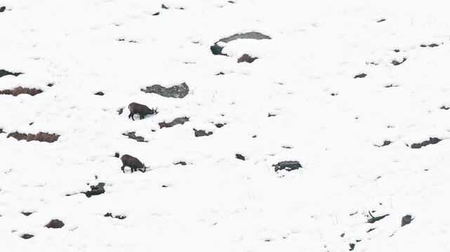 Wild Alps in the winter season, two chamois on snow (Rupicapra rupicapra)