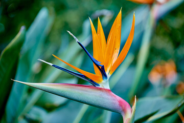 Plant, garden and outdoor growth on holiday, peace and sustainability in environment for ecology. Crane flower, location and closeup of leaves in ecosystem, travel and bush for eco friendly vacation