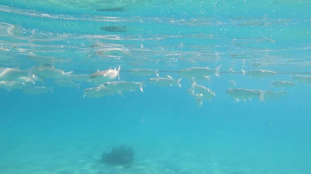 School of Striped Mullet (Mugil cephalus) swims in the blue water on sunny day in subeams. High quality 4k footage