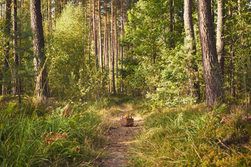 piknik,kosz,bukiet kwiatów  © Marcin Łazarczyk