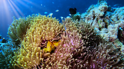 Nahaufnahme eines Clownfisches in einer Seeanemone in einem wunderschönen Riff unter Wasser