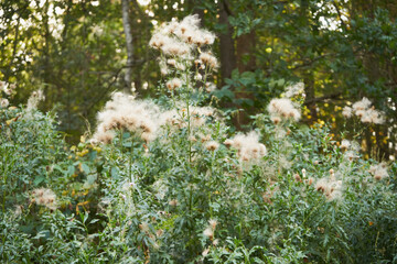 chaber driakiewnik, centaurea scabiosa l. © Marcin Łazarczyk